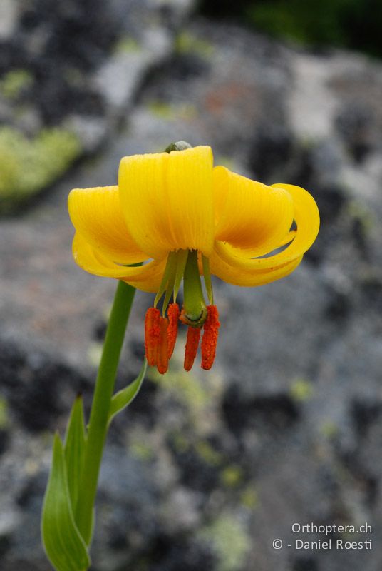 Gelber Türkenbund (Lilium albanicum) - GR, Westmakedonien, Mt. Varnous, 11.07.2013