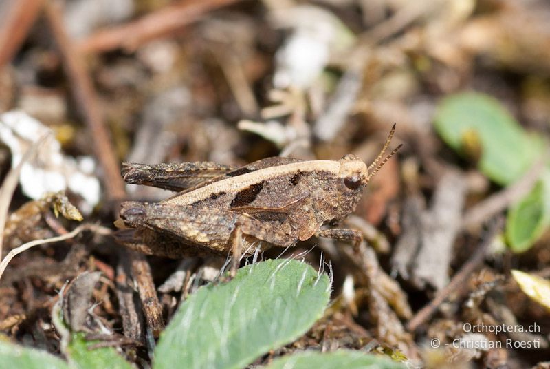 Tetrix kraussi ♂ - DE, Bayern, Gungolding, 05.08.2008