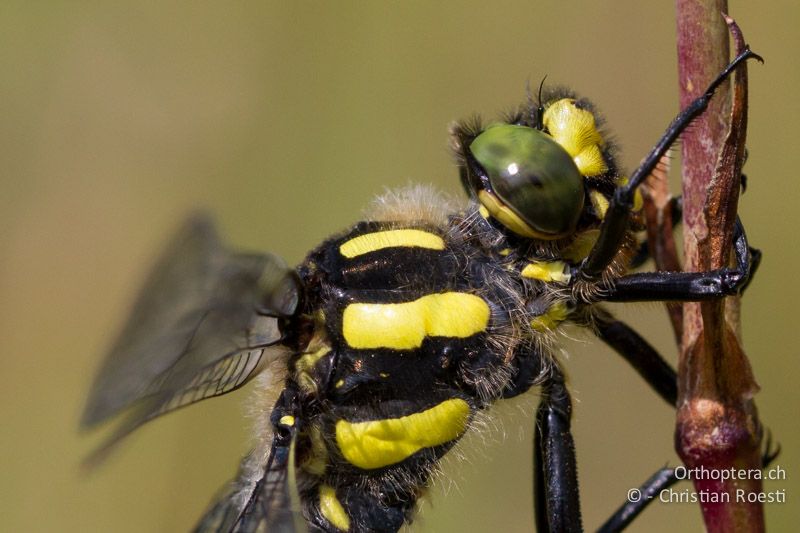 Porträt von Cordulegaster bidentata ♂ - GR, Westmakedonien, Mt. Vernon, 10.07.2013