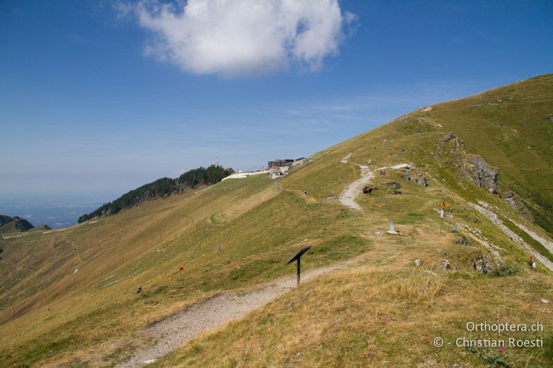 Extensive Alpweide - CH, TI, Mt. Generoso, 18.08.2013