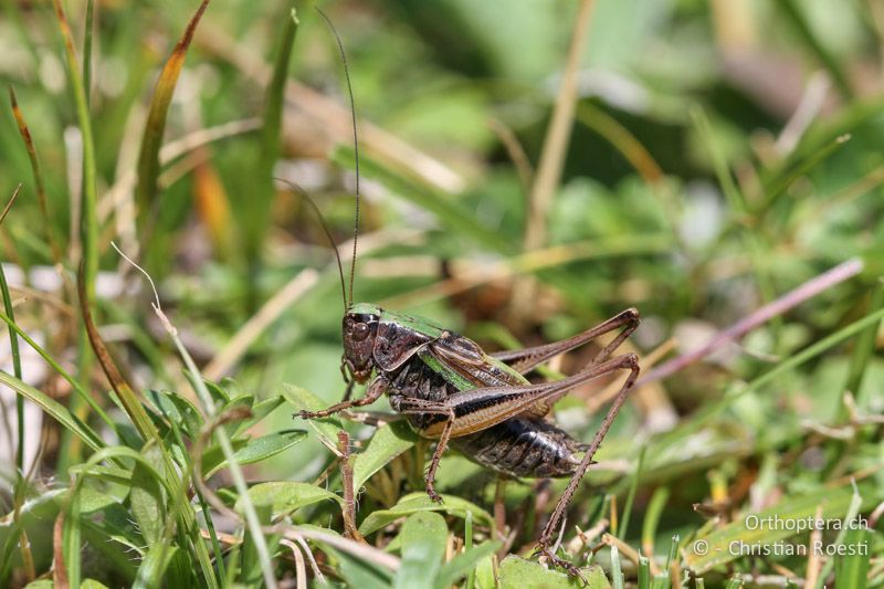 Metrioptera brachyptera ♂ - CH, VS, Riederalp, 16.08.2011