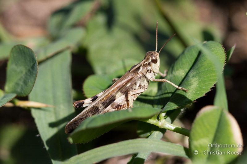 Aiolopus thalassinus ♂ - CH, TI, Coldrerio, 03.09.2013