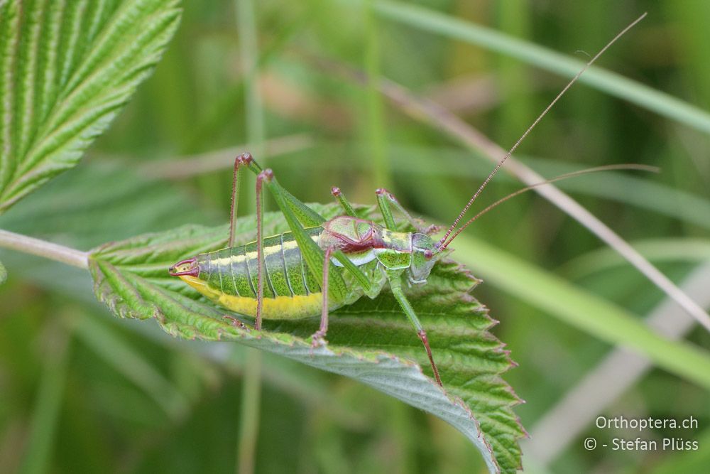 Isophya speciosa ♂- BG, Blagoewgrad, Bergwiese bei Pass nach Pirin, 12.07.2018