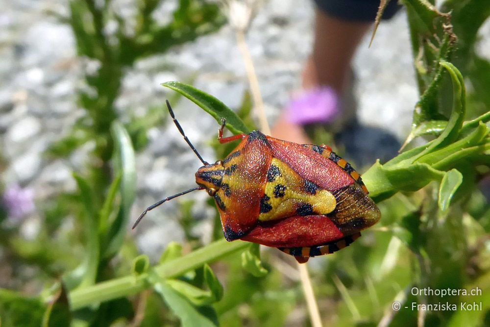 Baumwanze - BG, Chaskowo, Matochina, 09.07.2018