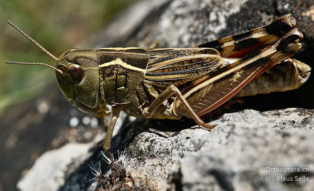 Höckerschrecke Arcyptera brevipennis brevipennis - HR, Cres, Predošćica, 21.06.2016