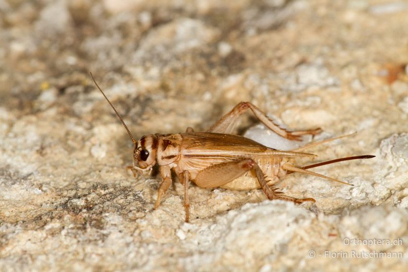 Acheta domesticus ♀ - Zuchttier, 27.03.2013