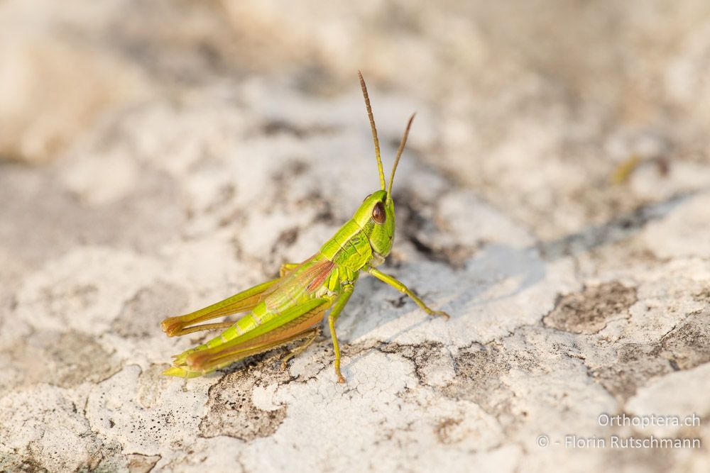 Kleine Goldschrecke (Euthystira brachyptera). Das Männchen hat Flügel eines Weibchens, ausser dass sie ein klein wenig grösser sind. - HR, Istrien, Brest, 25.07.2014