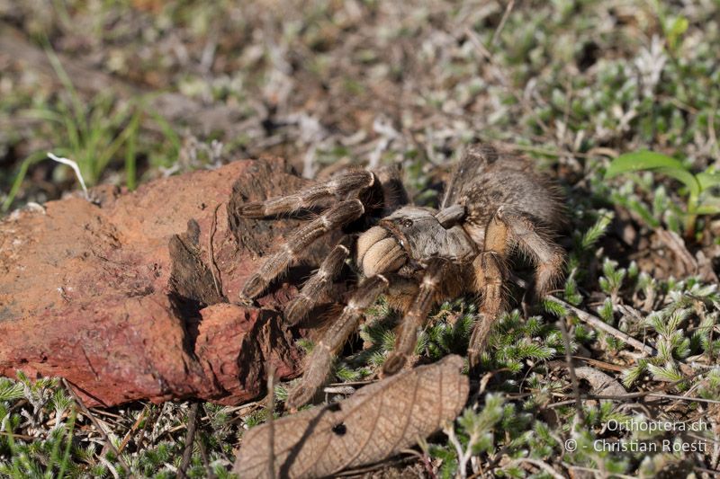 Common Baboon Spider (Harpactira sp.) - SA, Limpopo, Nylsvlei Nature Reserve, 31.12.2014