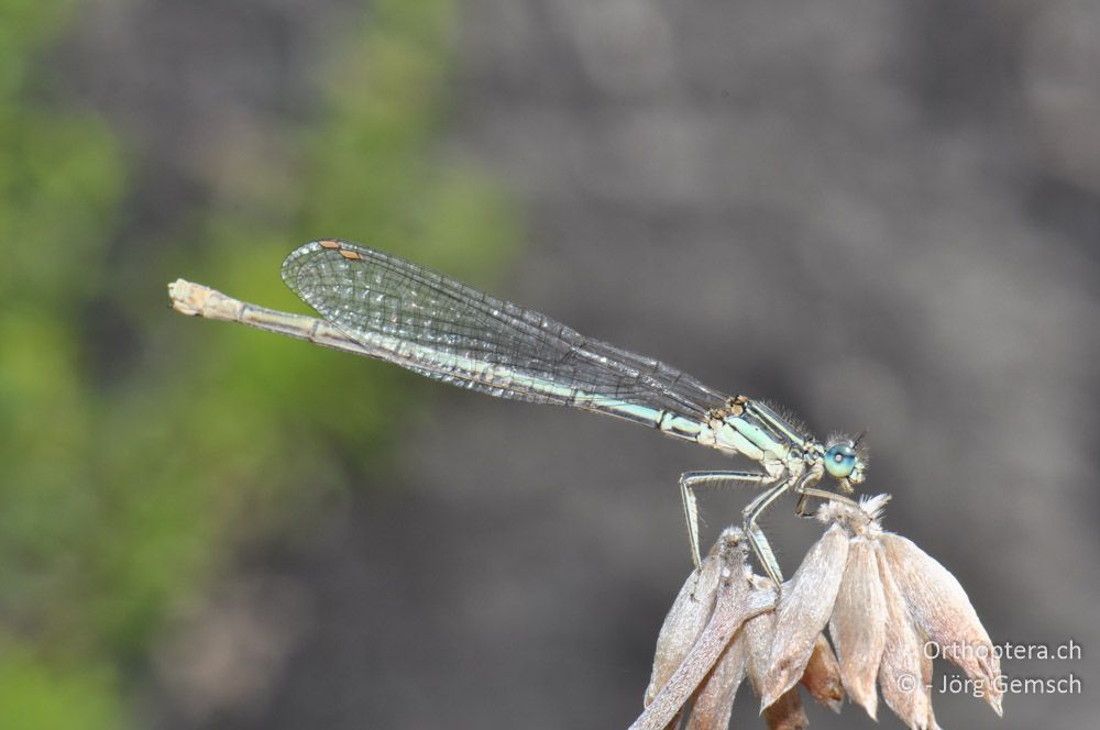 ♀ von Platycnemis pennipes - HR, Istrien, Ponte Porton, 23.06.2016