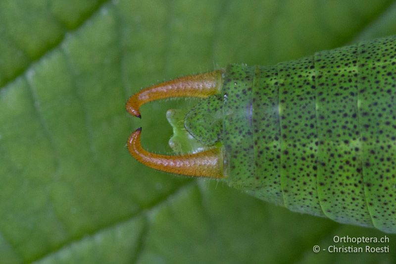 Poecilimon schmidti ♂ Hinterleibsende von der Seite oben - SLO, Osrednjeslovenska, Ljubljana, Flughafen, ex situ, 15.07.2016