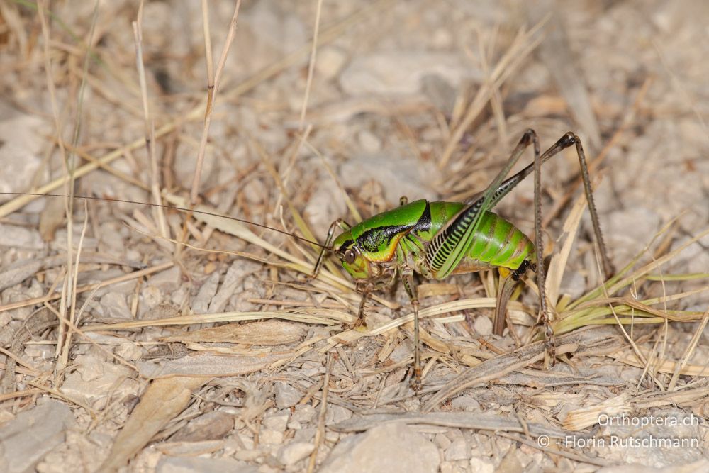 Eupholidoptera leucasi ♀ - GR, Ionische Inseln, Lefkada, 10.06.2024