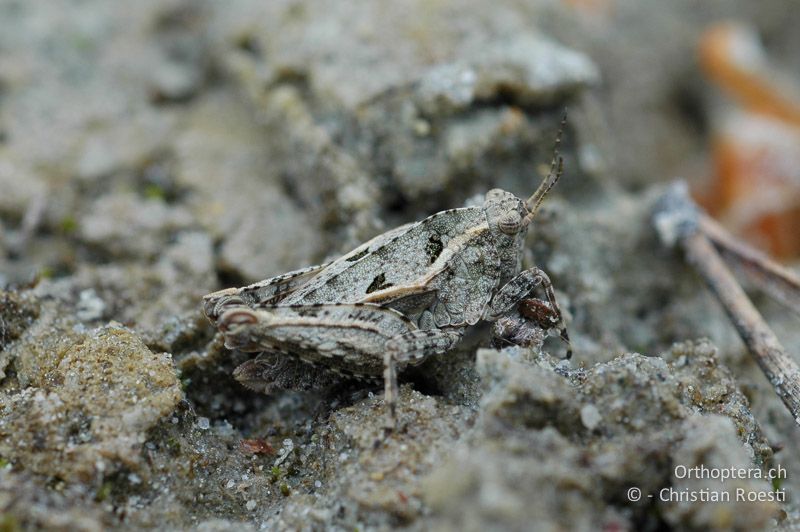 Tetrix tenuicornis ♀ - CH, VS, Pfynwald, 04.05.2007