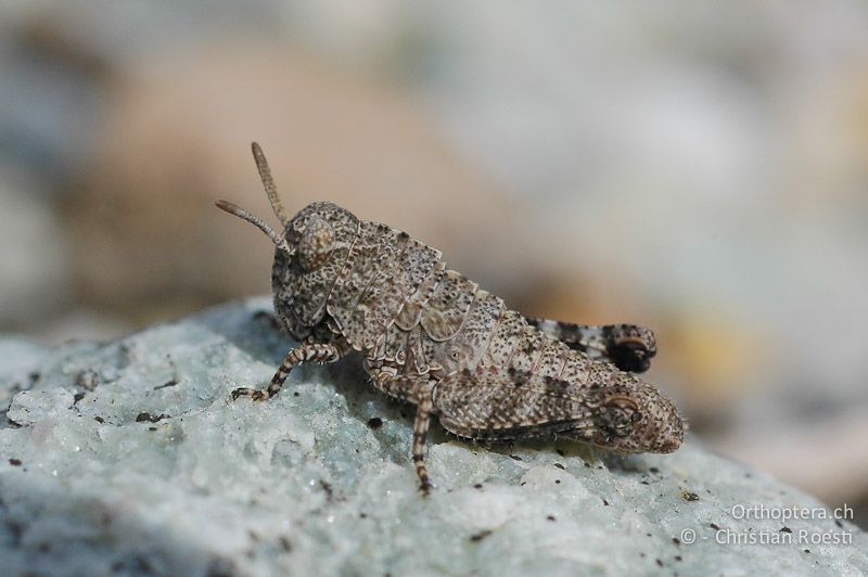 2. Larvenstadium von Oedipoda caerulescens - CH, VS, Salgesch, 03.05.2007