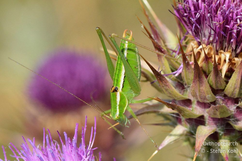 Poecilimon elegans ♂ - HR, Istrien, Vela Učka, 20.07.2015