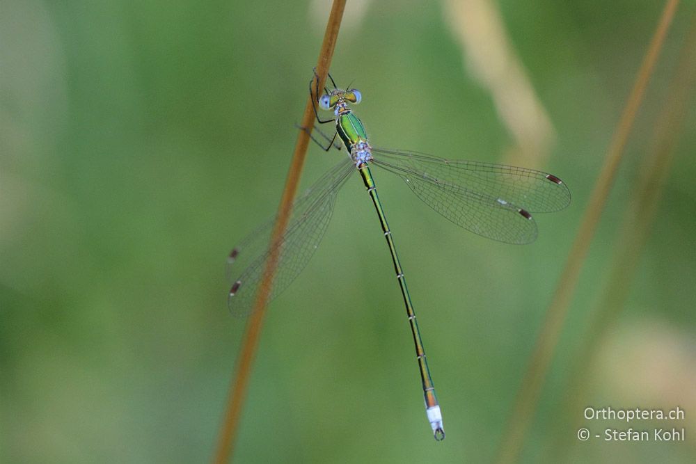 Lestes virens ♂ - HR, Istrien, Račja Vas, 24.07.2015