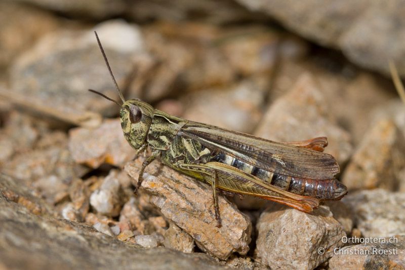 Chorthippus eisentrauti ♀ - CH, TI, Mt. Lema, 12.10.2011