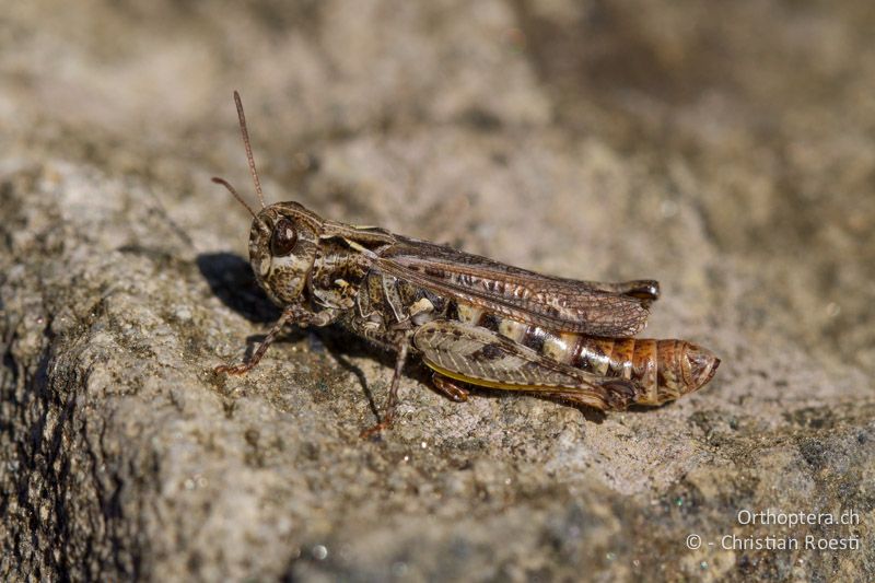 Myrmeleotettix maculatus ♀ - CH, VS, Riederalp, 23.09.2013