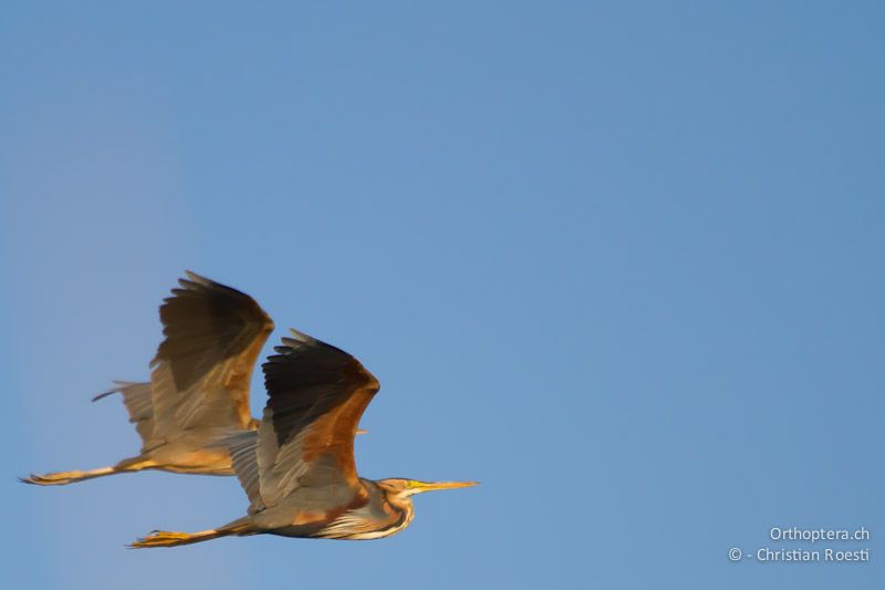 Purpurreiher (Purple Heron, Ardea purpurea) auf dem Rückzug ins Brutgebiet. Durankulak, 30.04.2012