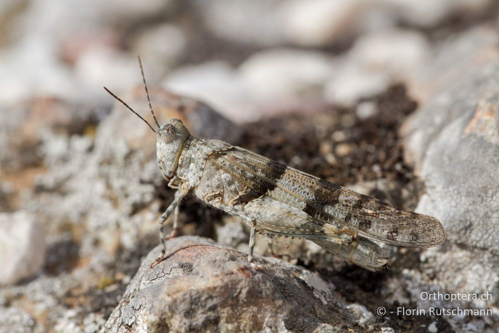 Sandschrecke Sphingonotus cf. caerulans - Meteora, 15.07.2011