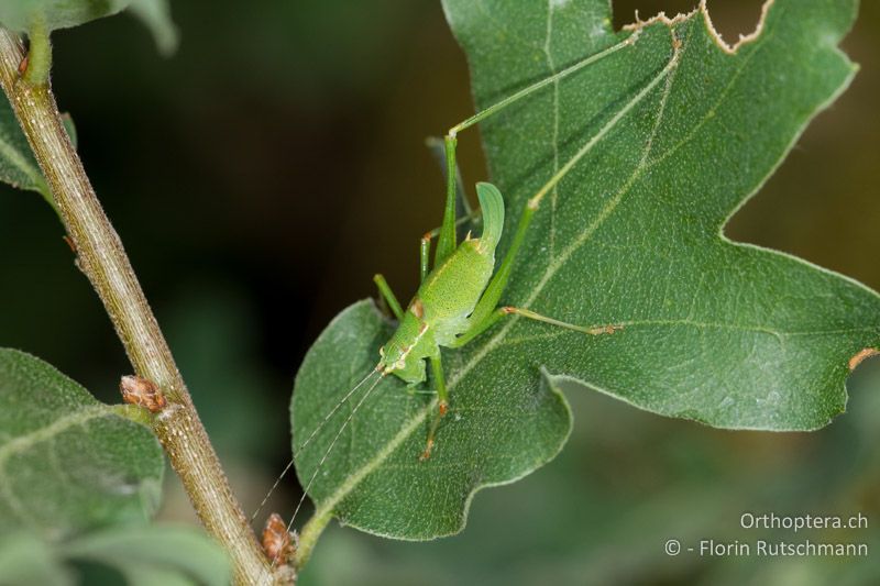 Leptophyes punctatissima ♀ - GR, Epirus, Mt. Tymphi, 16.07.2012