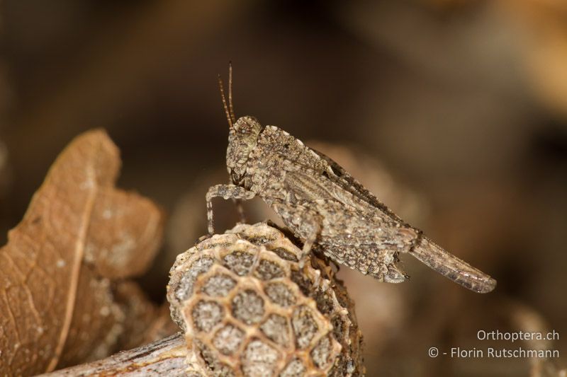 Tetrix depressa ♀ - GR, Zentralmakedonien, Mt. Vrondous, 28.07.2012