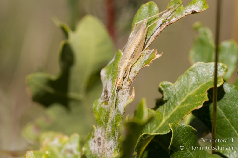 Oecanthus pellucens ♂ - CH, VS, Pfynwald, 11.08.2013