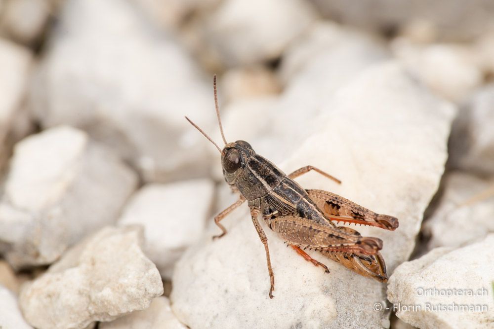 Schönschrecke Paracaloptenus cristatus - HR, Istrien, Učka-Gebirge, 31.07.2014