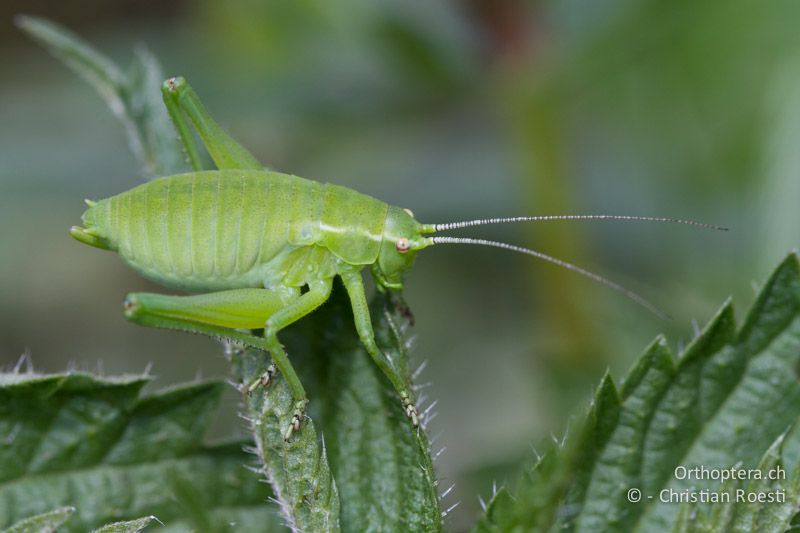 Poecilimon ornatus ♀ im zweitletzten Larvenstadium - HR, Istrien, Učka, 01.06.2014