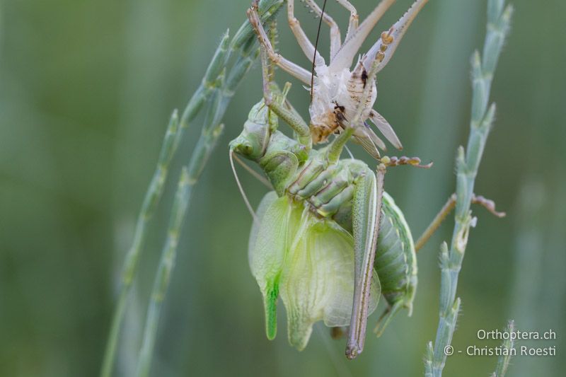 Tettigonia viridissima ♂ bei der Adulthäutung - HR, Istrien, Divšići, 01.06.2014