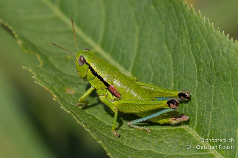 Odontopodisma fallax ♀ - HR, Primorje-Gorski, Krk, 07.06.2014