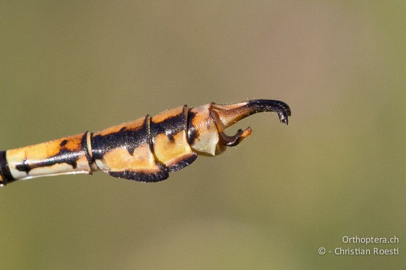 Paragomphus cognatus, Rock Hooktail ♂ - SA, Mpumalanga, Dullstroom, Field & Stream Lodge, 12.01.2015