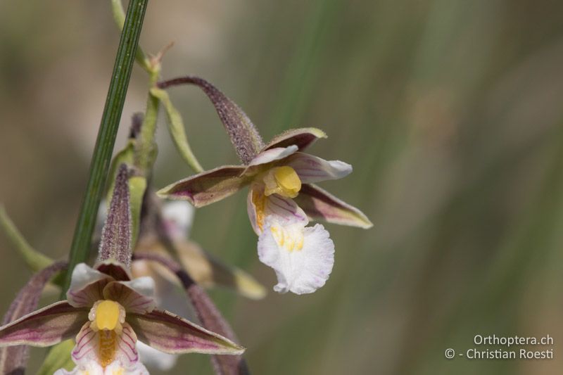 Sumpf-Stendelwurz (Epipactis palustris) - HR, Istrien, Cerovlje, 24.06.2016