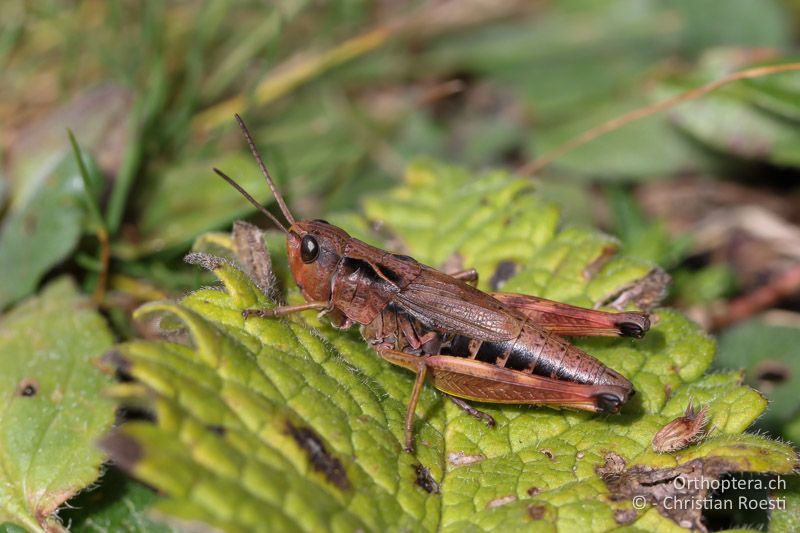 Chorthippus alticola ♀ - SLO, Goriška, Tolmin, Mt. Vogel, 19.09.2016