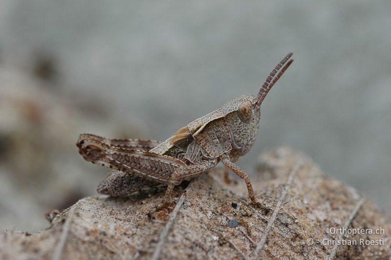 4. Larvenstadium von Chorthippus pullus ♀ - CH, VS, Salgesch, 02.06.2008