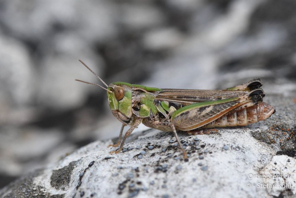 Stenobothrus macedonicus ♀ - BG, Chaskowo, Matochina, 09.07.2018