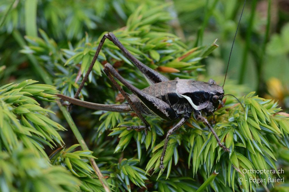 Pholidoptera rhodopensis ♀ - BG, Blagoewgrad, Bergwiese bei Pass nach Pirin, 12.07.2018