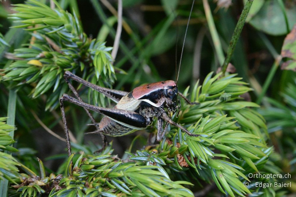 Pholidoptera rhodopensis ♂ - BG, Blagoewgrad, Bergwiese bei Pass nach Pirin, 12.07.2018