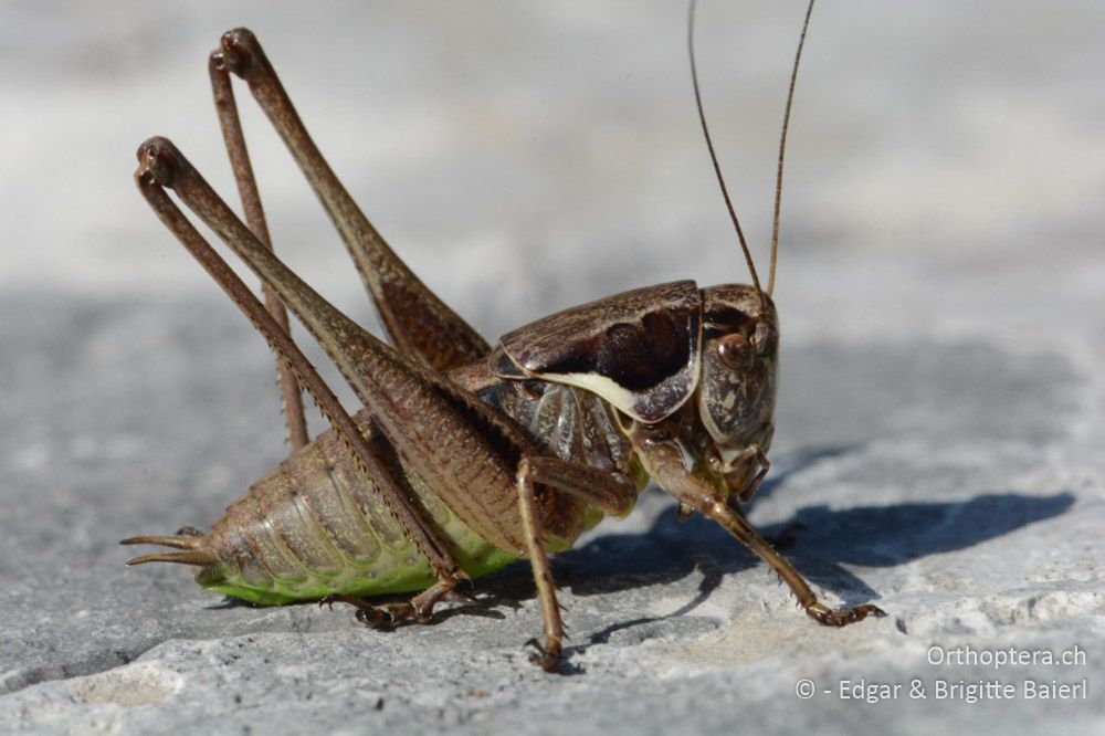 Eine männliche Larve von Pholidoptera littoralis littoralis - HR, Primorje-gorski Kotar, Mala Učka, 22.06.2016