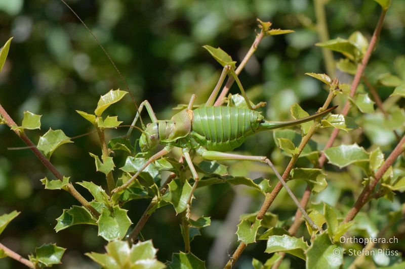 Ephippiger diurnus ♀ - FR, Plateau d'Aumelas, 11.07.2014