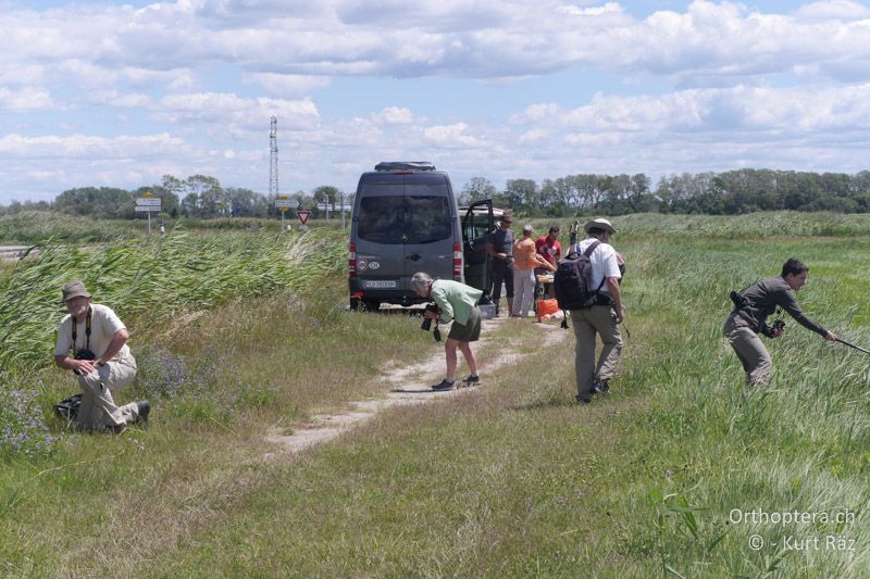 Ausschwärmen - FR, Camargue, 09.07.2014