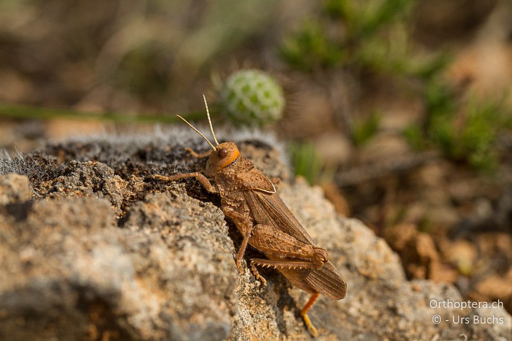 Asiotmethis limbatus ♂ - GR, Westmakedonien, Klidi, 09.07.2013