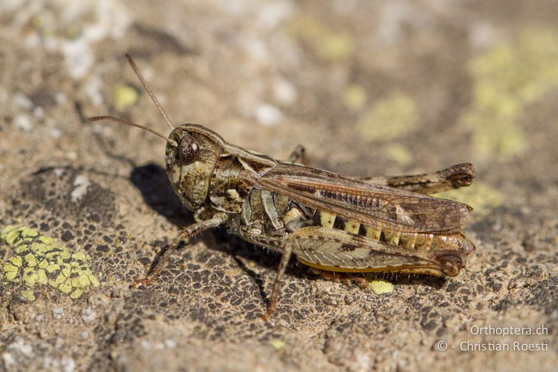 Myrmeleotettix maculatus ♀ - CH, VS, Riederalp, 23.09.2013