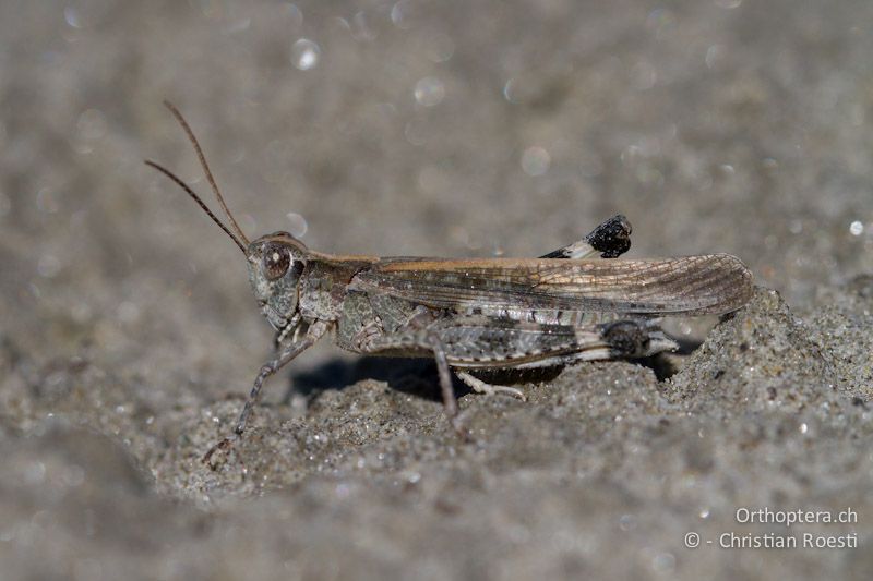 Epacromius tergestinus ponticus ♂ - CH, VS, Salgesch, 11.08.2013