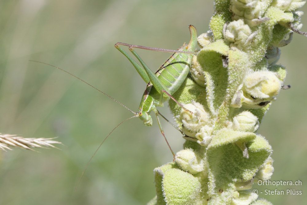 Poecilimon brunneri ♀ - BG, Pasardschik, Streltscha, 10.07.2018