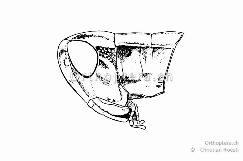 Kopf und Halsschild von Euchorthippus declivus ♀. Der grosse Kopf und das Halsschild sind kontrastreich gezeichnet.