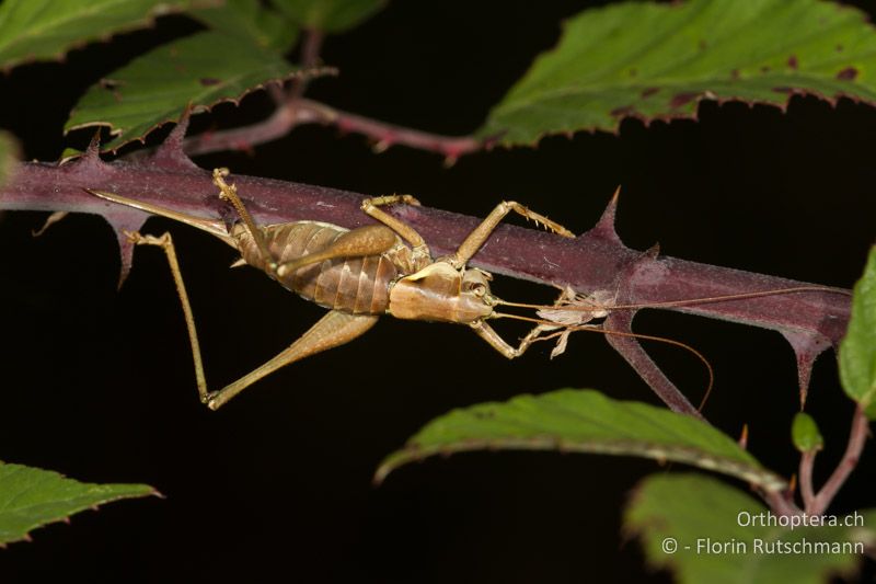 Antaxius pedestris ♀ - CH, TI, Mugena, 18.09.2013