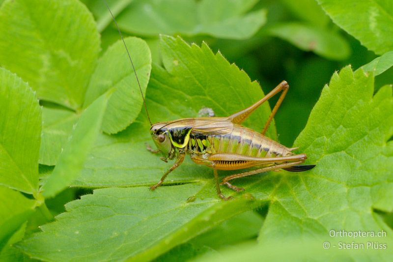 Roeseliana roeselii ♀ - CH, SH, Hemmental, 13.07.2009