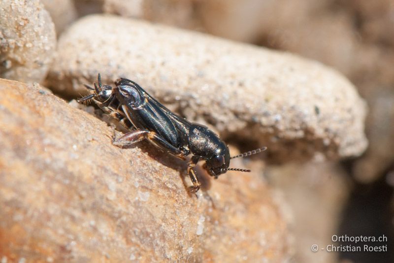 Xya pfaendleri ♂ - AT, Burgenland, Apetlon, Rosaliakapelle, 30.06.2010