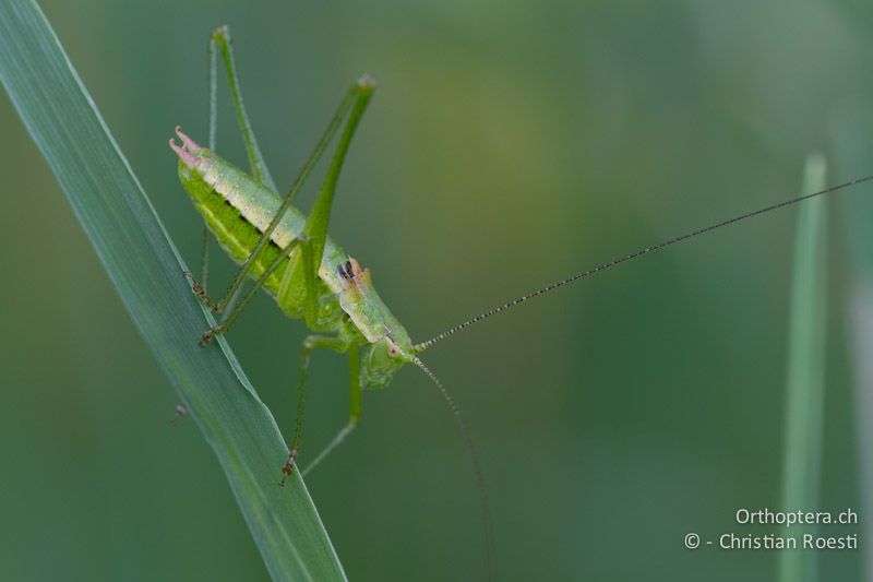 Leptophyes boscii ♂ - HR, Istrien, Vozilići, 13.06.2014