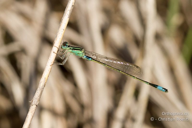 Ischnura senegalensis, Common Bluetail ♀ - SA, Limpopo, Tzaneen, Kurisa Moya Lodge, 07.01.2015